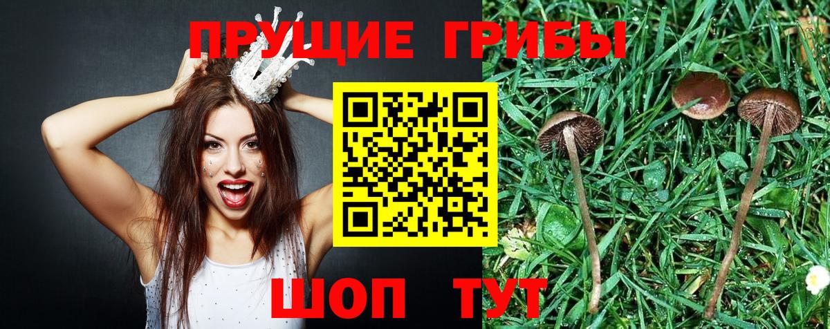 Псилоцибиновые грибы Psilocybe Новодвинск